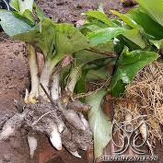 Địa Liền Tươi 01kg sp5