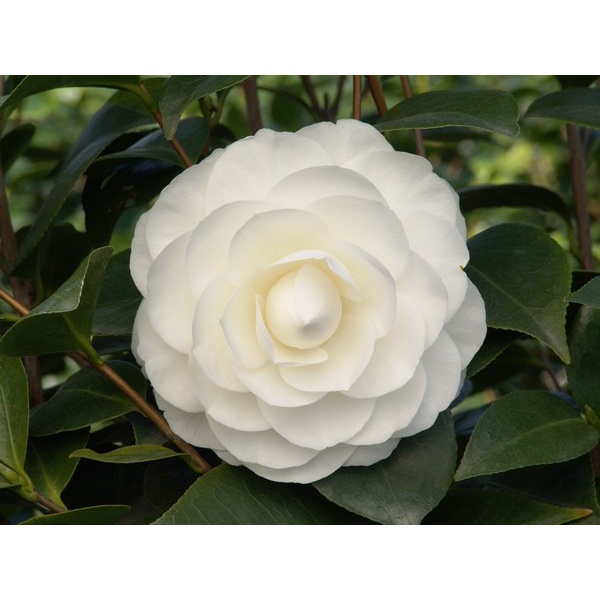 Cây giống hoa trà my cây cao 40-50cm đủ các màu