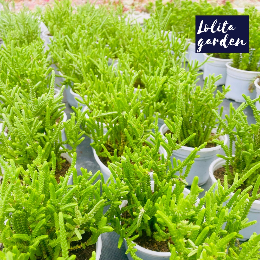 Cỏ trúc xanh Đà Lạt size trung bình cây cảnh trang trí nhà cửa Lolita garden