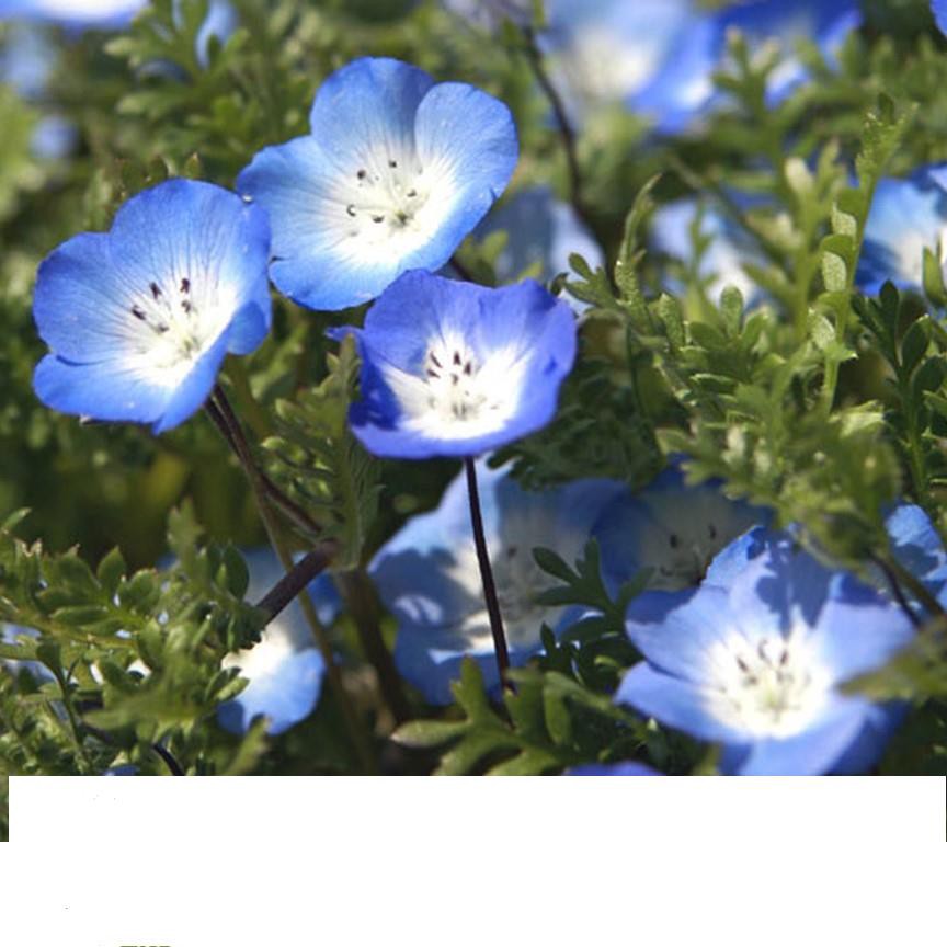 Gói 20 Hạt Giống Hoa Tình Yêu - BABY BLUE ĐẾN MÙA TRỒNG TẾT  KHUYẾN MẠI SHOP MỚI HẠ GIÁ SỈ