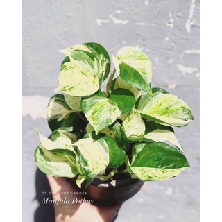 Trầu Bà | Pothos Manjula
