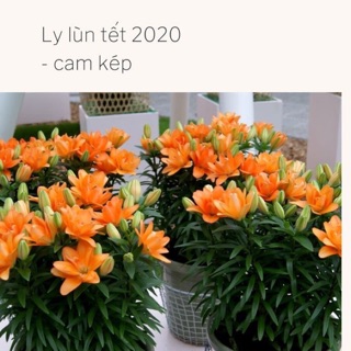 10 củ ly cam kép