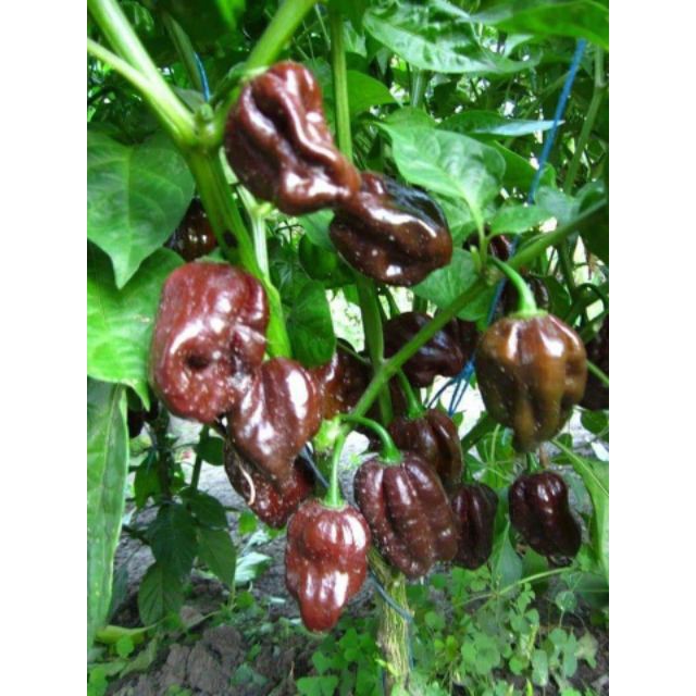 5 Hạt Giống Ớt Cay Habanero Scoville Giống Ớt Cay Nhất Thế Giới Giống Nhập Ngoại 5 Màu luckyseed hạt siêu rẻ