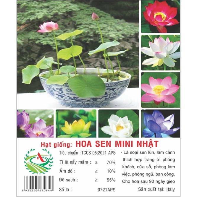 Hạt giống Hoa Sen Nhật Mini 5H