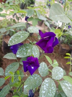 Cây hoa đậu biếc