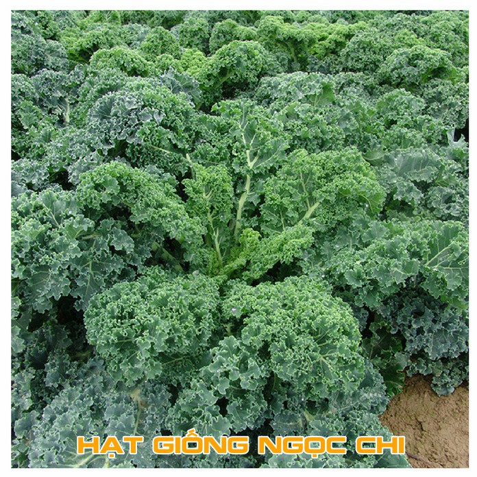 Hạt Giống Rau Cải Xoăn Xanh (Cải Xoăn Kale) - 0.5Gr