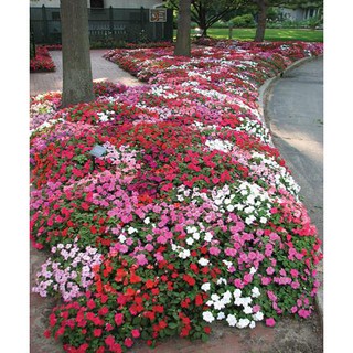 COMBO 3 GÓI HOA MAI ĐỊA THẢO -  Rau củ quả trồng tại vườ