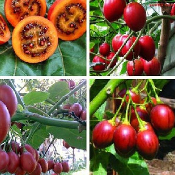 Hạt giống cà chua thân gỗ - Gói 10 hạt - Tặng gói kích hạt nảy mầm