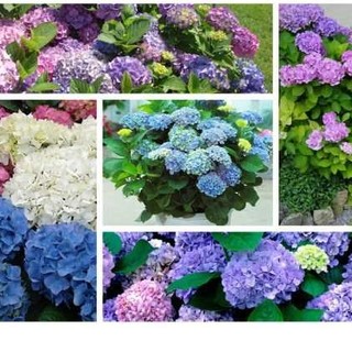 HẠT GIỐNG HOA CẨM TÚ CẦU MIX MÀU