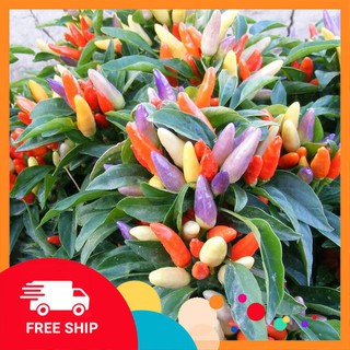 30 Hạt giống Ớt chỉ thiên Ngũ sắc (tặng gói Kích nẩy mầm và Hướng dẫn) KHUYẾN MẠI TRONG NGAY