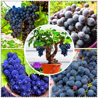 Hạt giống nho lùn sai quả gói 10 hạt