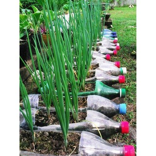 Đặc biệt Hạt giống Hành lá chất lượng