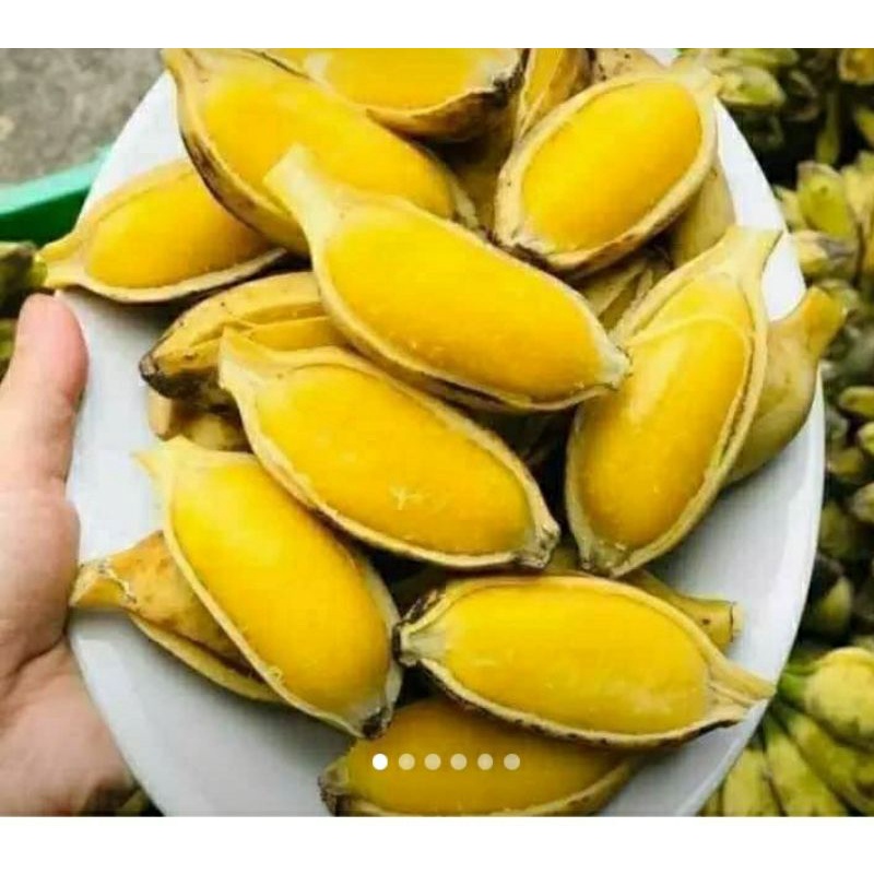 Chuối sáp miền tây