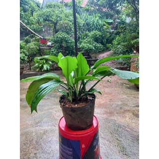 4 củ hoa ngọc trâm (gửi củ như hình 4,5)