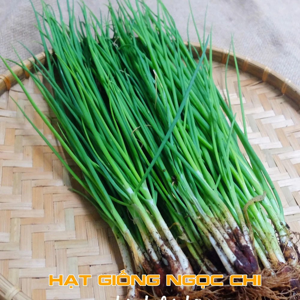 Hạt Giống Hành Hoa - Hành Lá Cao Sản - 2Gr