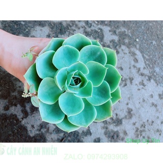 Chậu sen đá xanh đất