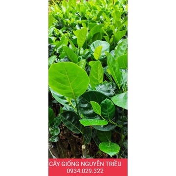 CÂY GIỐNG MÍT THÁI SIÊU SỚM CHANG GAI DA XANH