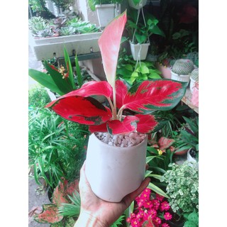 Chậu Cây Phú Quý Đỏ