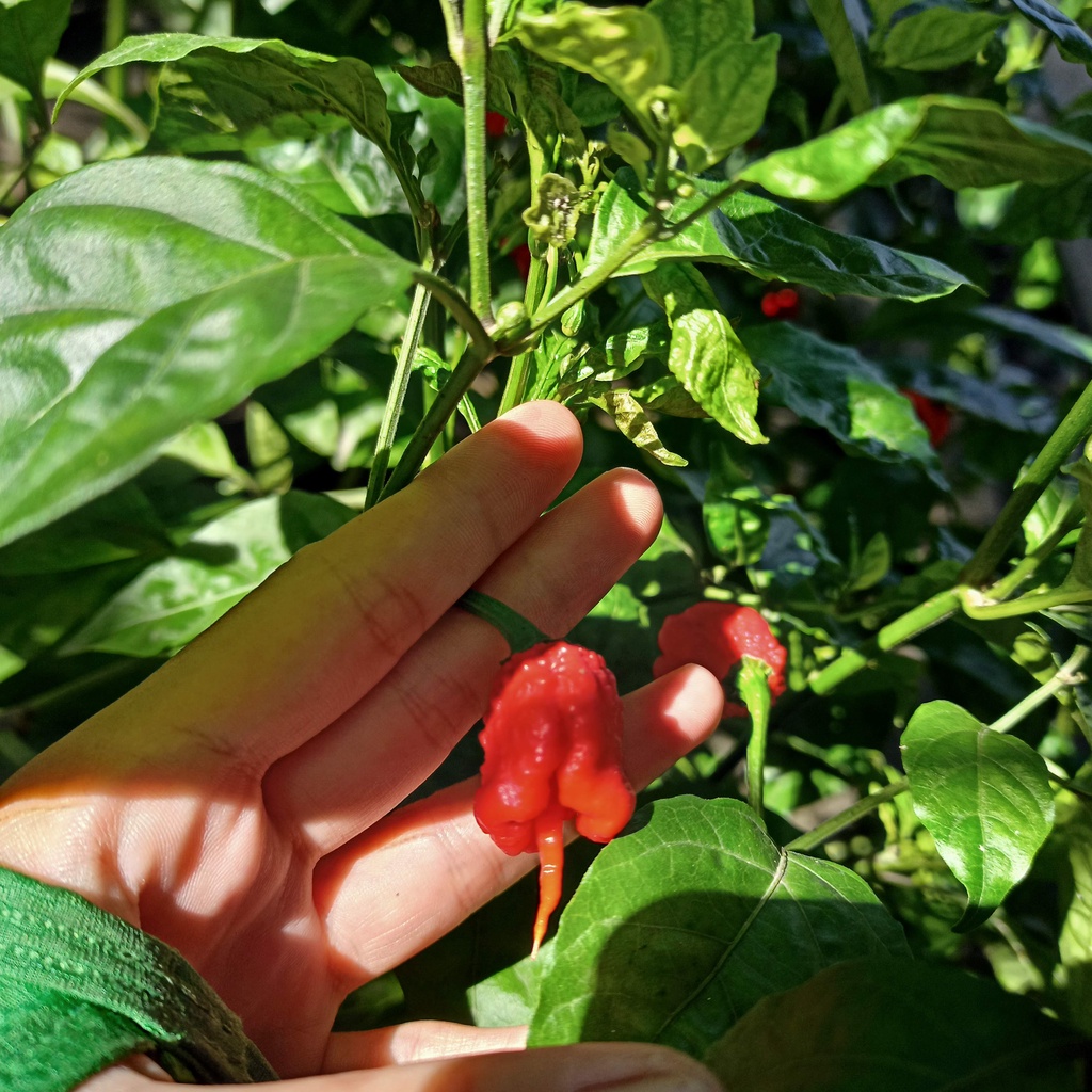 Chậu cây ớt carolina reaper độ cay nhất thế giới cây đang trái cao 1.7m - ship toàn quốc
