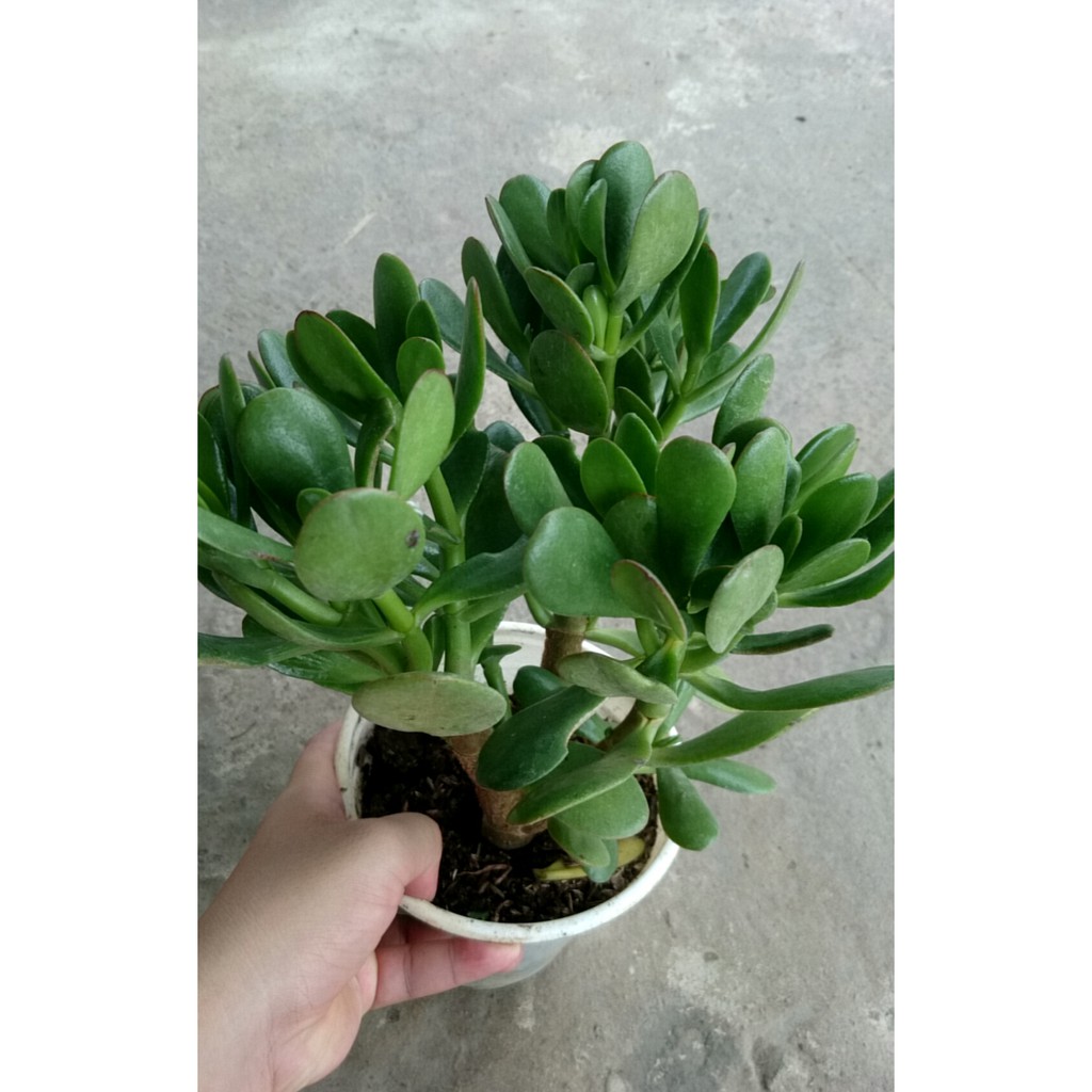Cây Ngọc Bích  - cây cảnh để bàn