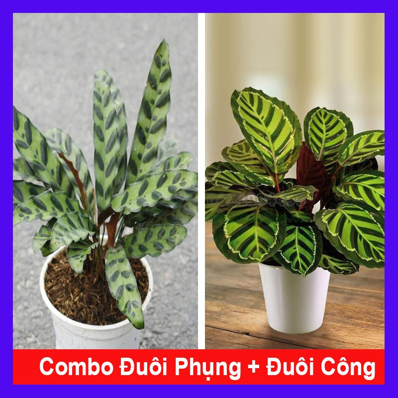 caykiengsadec - Combo cây đuôi phụng + cây đuôi công