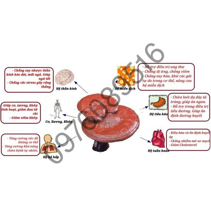 Nấm Linh Chi Thái Lát Hàn Quốc (500g) DATE 2025