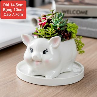 Chậu heo sứ trồng sen đá, xương rồng