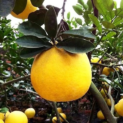 Quả bưởi diễn quê ngon mát - Bưởi quê to vàng đẹp