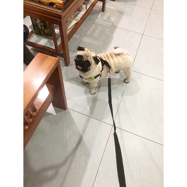 Dây xích chó dây yếm police 😍😍😍💙💙