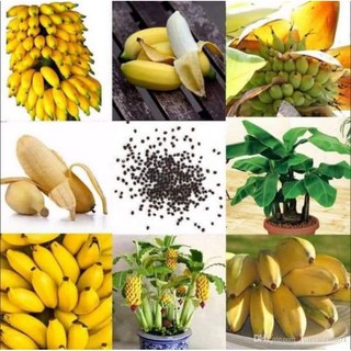 Chuối cảnh mini