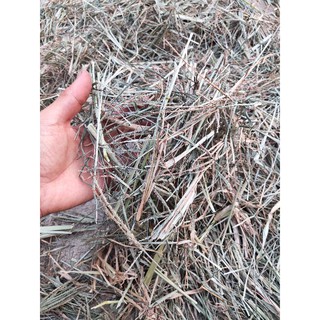 cỏ mần trầu ( 1kg khô)