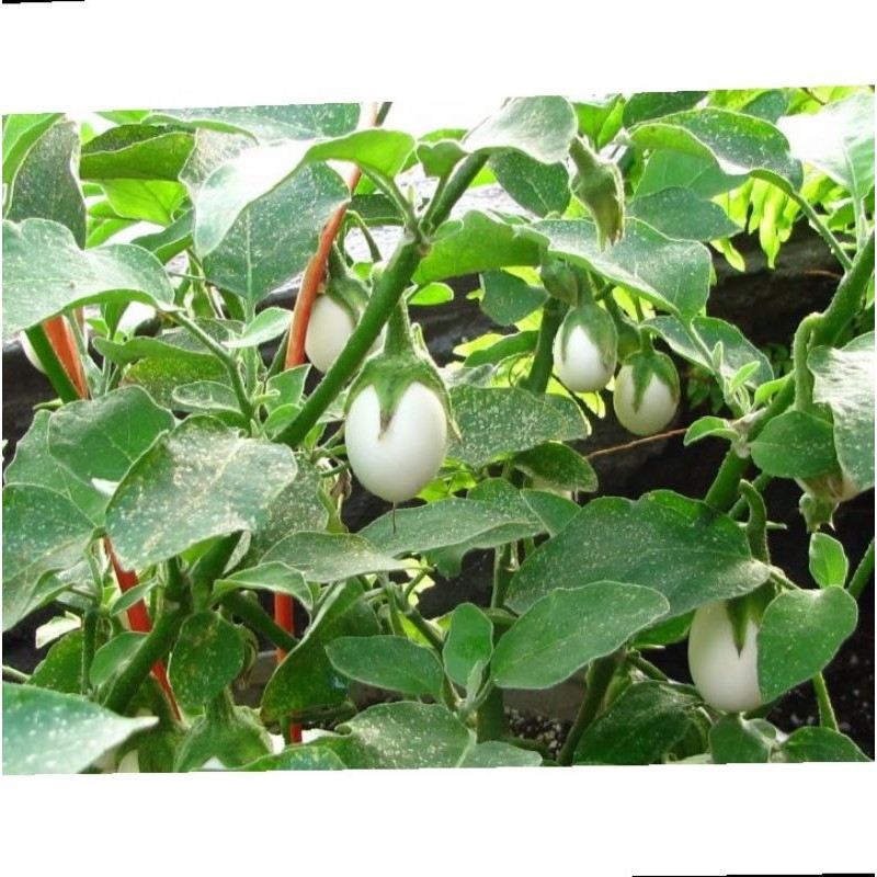 Hạt giống cà pháo trứng trắng