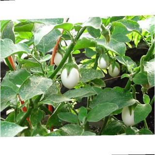 Hạt giống cà pháo trứng trắng