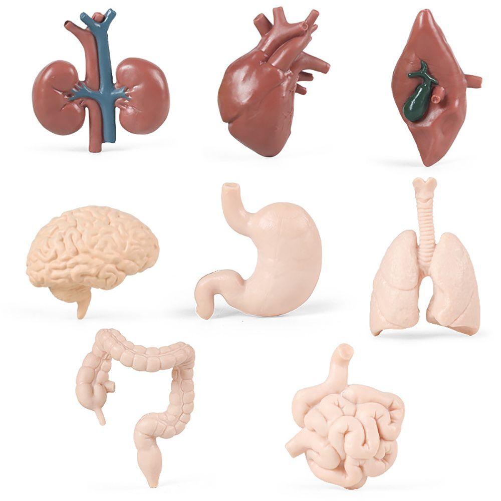 Bộ 8 Mô Hình Đàn Organ Con Người Montessori Tự Nhiên Giúp Bé Học Hỏi
