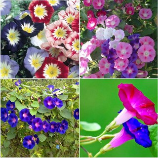 Hạt giống hoa dây leo Bim Bim mix màu 1 gói 30 hạt