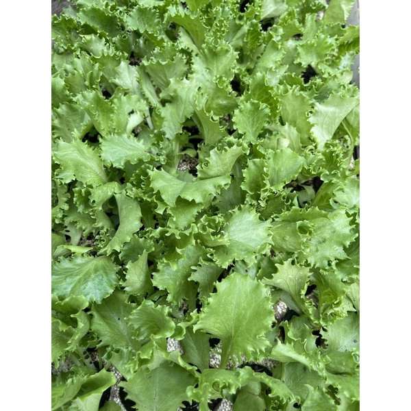 Combo 10 Cây con XÀ LÁCH BÚP, MỸ, XOĂN XANH, XOĂN TÍM MIX CÁC LOẠI