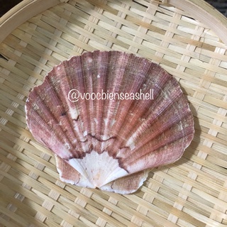 Vỏ sò điệp quạt lớn cỡ 10cm