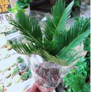 Cây Vạn tuế