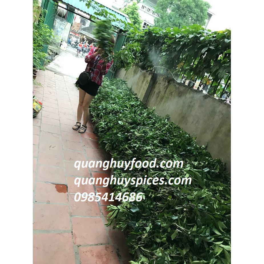 Lá móc mật tươi 1kg chỉ ship tại hà nội