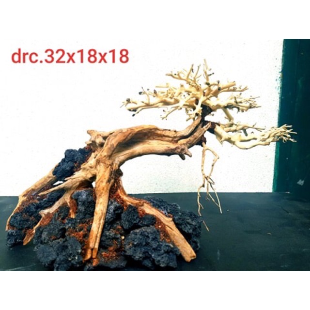 lũa bonsai