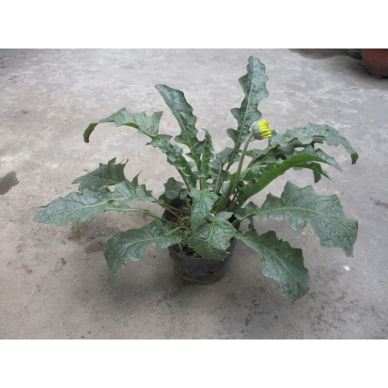 cây hoa đồng tiền cao