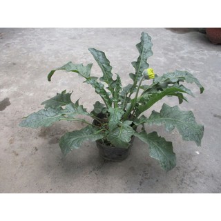 Cây hoa đồng tiền cao