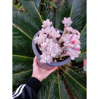 Chậu hoa đã qua sử dụng 2 chiếc.
