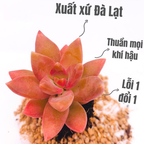 Sen Đá Đá Đỏ Đà Lạt Size Mini Siêu Khỏe Đẹp Thuần Mọi Khí Hậu Lỗi 1 Đổi 1 - Vườn Sen Đá
