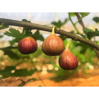 Cây Giống Sung Mỹ (giống Sung Camy)
