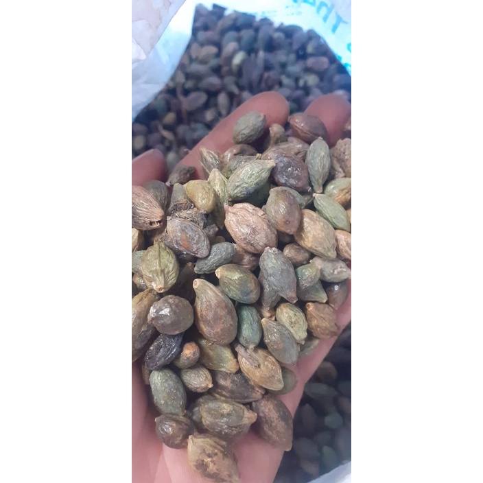 500 gram hạt bàng đài loan