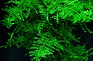 Bonsai Thuỷ Sinh D15 x C10 ......