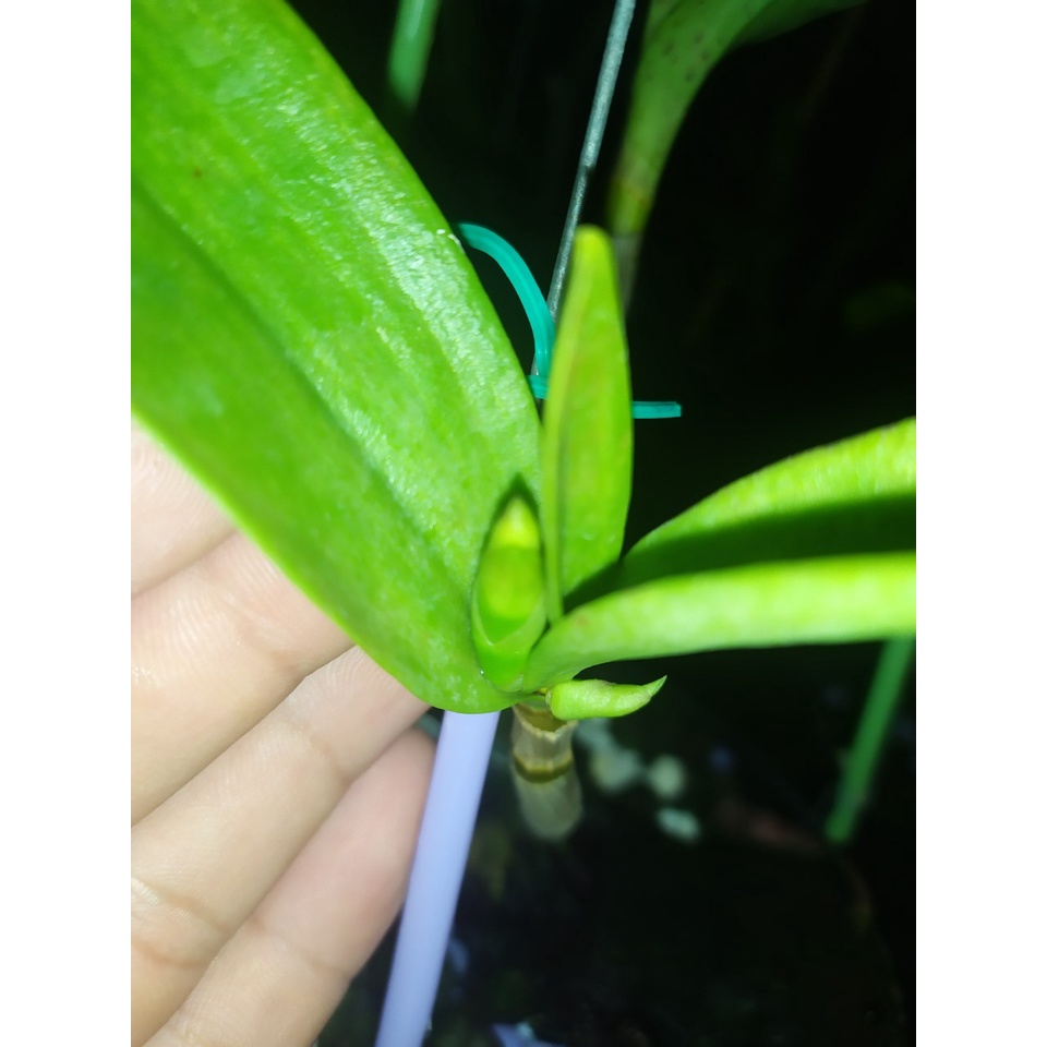 Chế Phẩm Kích Hoa NND 10ml