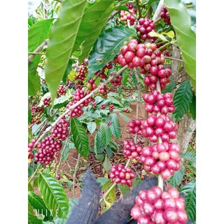 1kg cafe rang mộc The Orginal  100% Robusta
