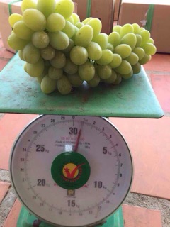 Nho xanh phan rang Ninh thuận 1kg